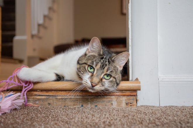 Gut-brain axis in veterinary practice: a practical guide for diagnosing and treating behavior, cognition, and seizure-linked gut dysfunction Image https://go.standardprocess.com/hubfs/Cat-Inside-Laying-IMG_9600.jpg 1 