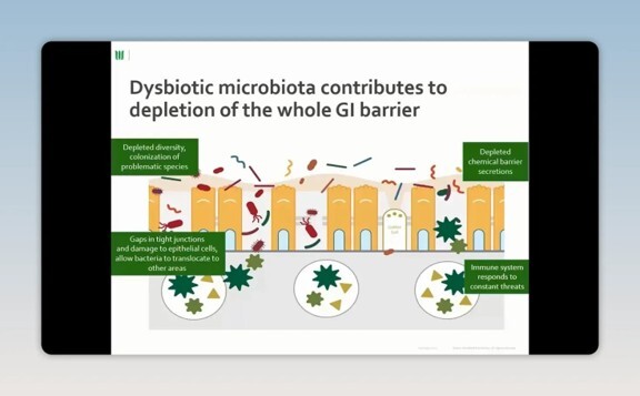 Digestive Support for Dogs and Cats: A Practical Guide to Gut Health Image https://go.standardprocess.com/hubfs/Dysbiotic.jpg 1 
