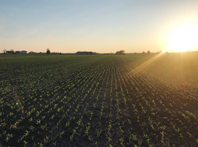 Why We Grow Pea Vine on Our Organic Farm Image https://go.standardprocess.com/hubfs/Pea%20Vine%20Sunset.jpg 1