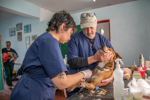 Immune Support for Dogs and Cats: A Practical Guide for Veterinarians Caring for Adopted Animals Image https://go.standardprocess.com/hubfs/VF-Immune-support-1.jpg 1 