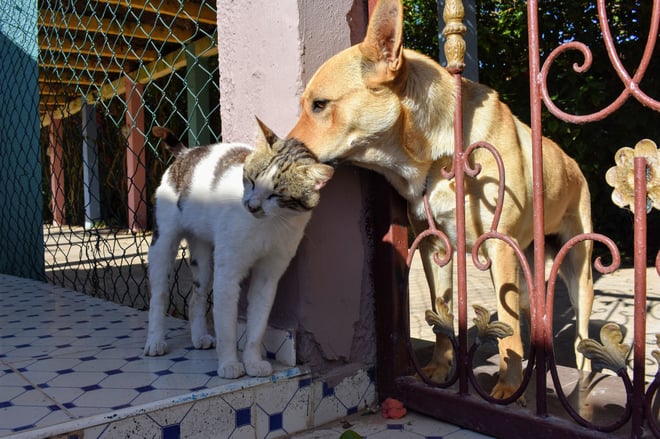 Comprehensive Guide to Cardiometabolic Health in Pets Image https://go.standardprocess.com/hubfs/pexels-khaola-e-18648499-16366333.jpg 1 