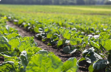 standard-process-rows-of-planted-brussels-sprouts-in-field