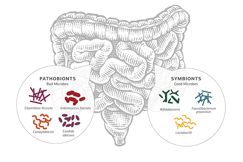 Image of good and bad microbes co-existing in the intestines.
