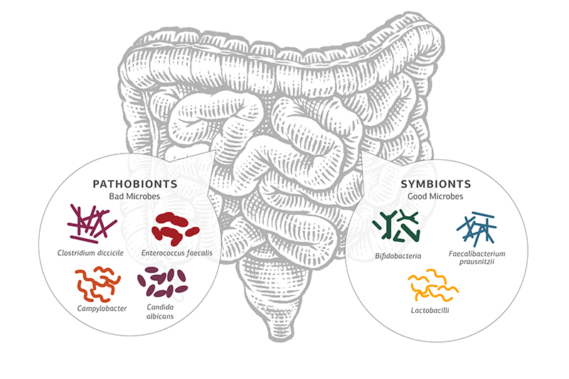 good microbes